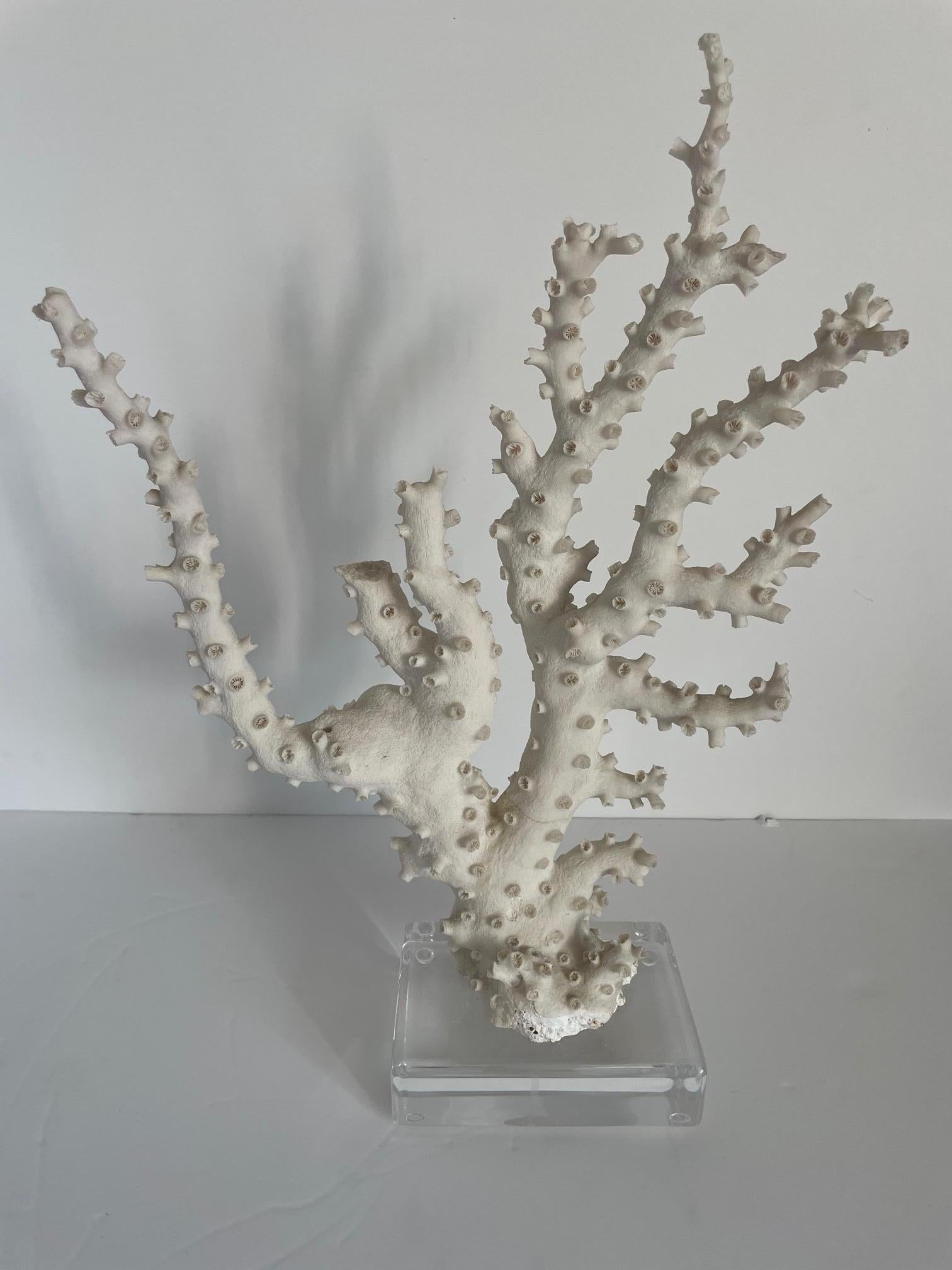 Grande sculpture de monture corail Bon état - En vente à Pomona, CA