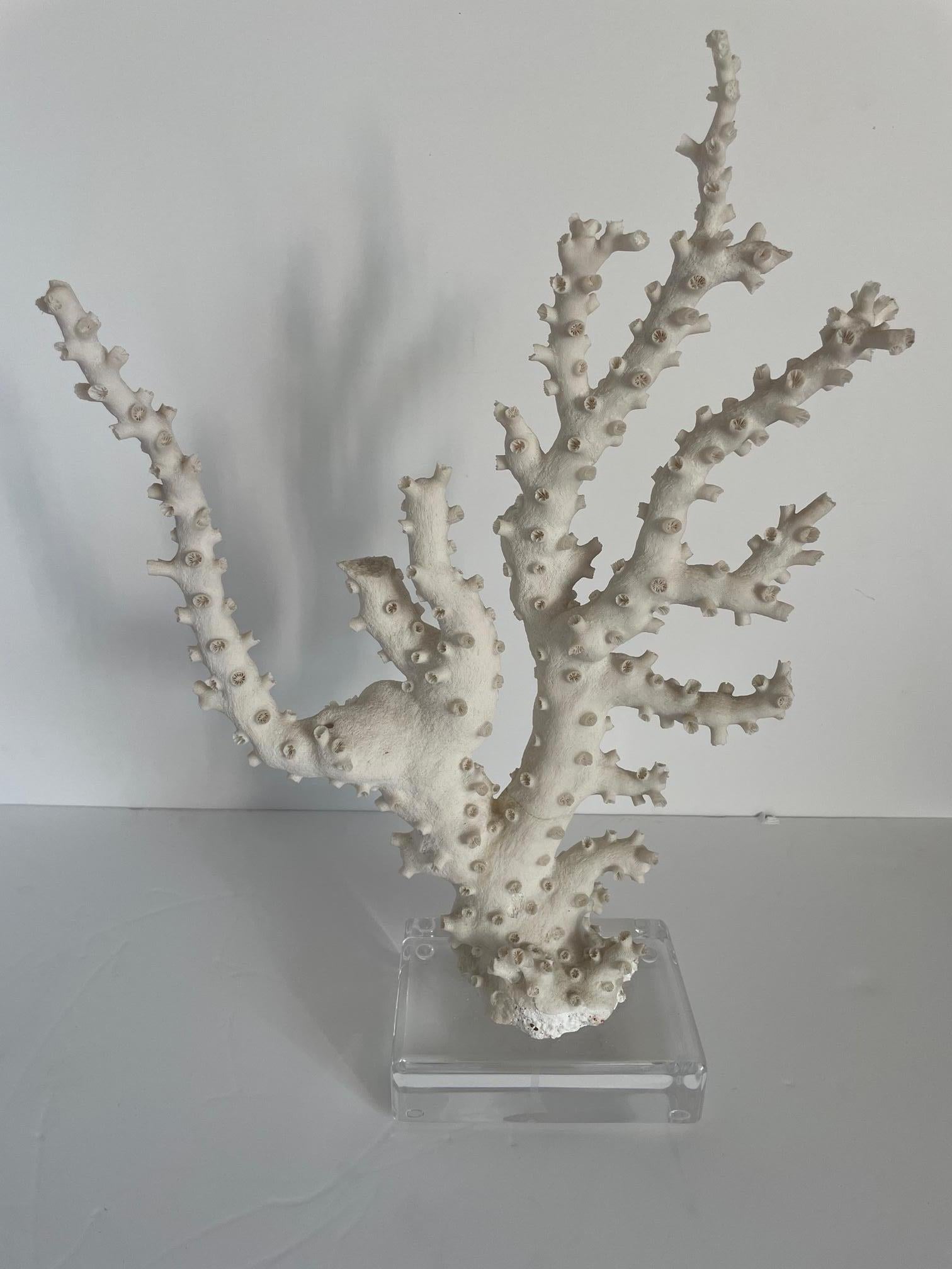 20ième siècle Grande sculpture de monture corail en vente