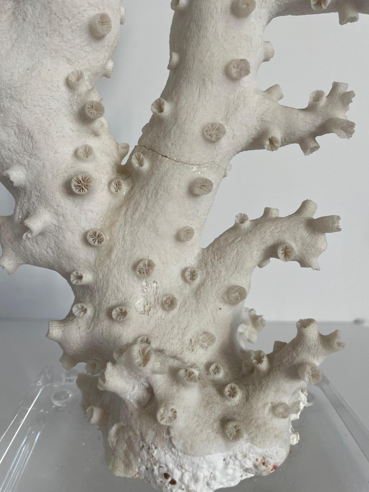 Corail Grande sculpture de monture corail en vente
