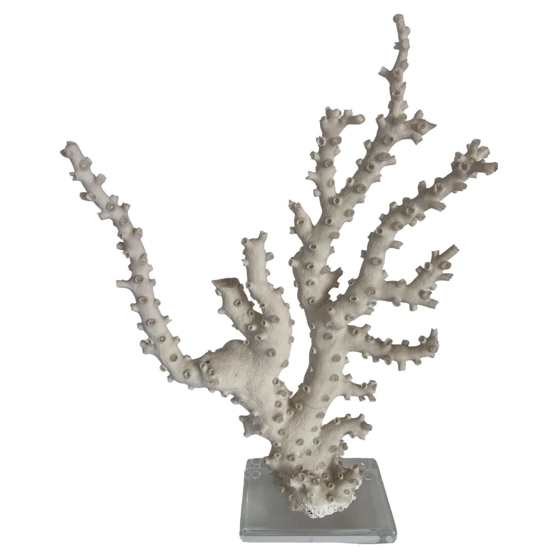 Tall Coral Mount Sculpture For Sale