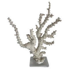 Tall Coral Mount Sculpture