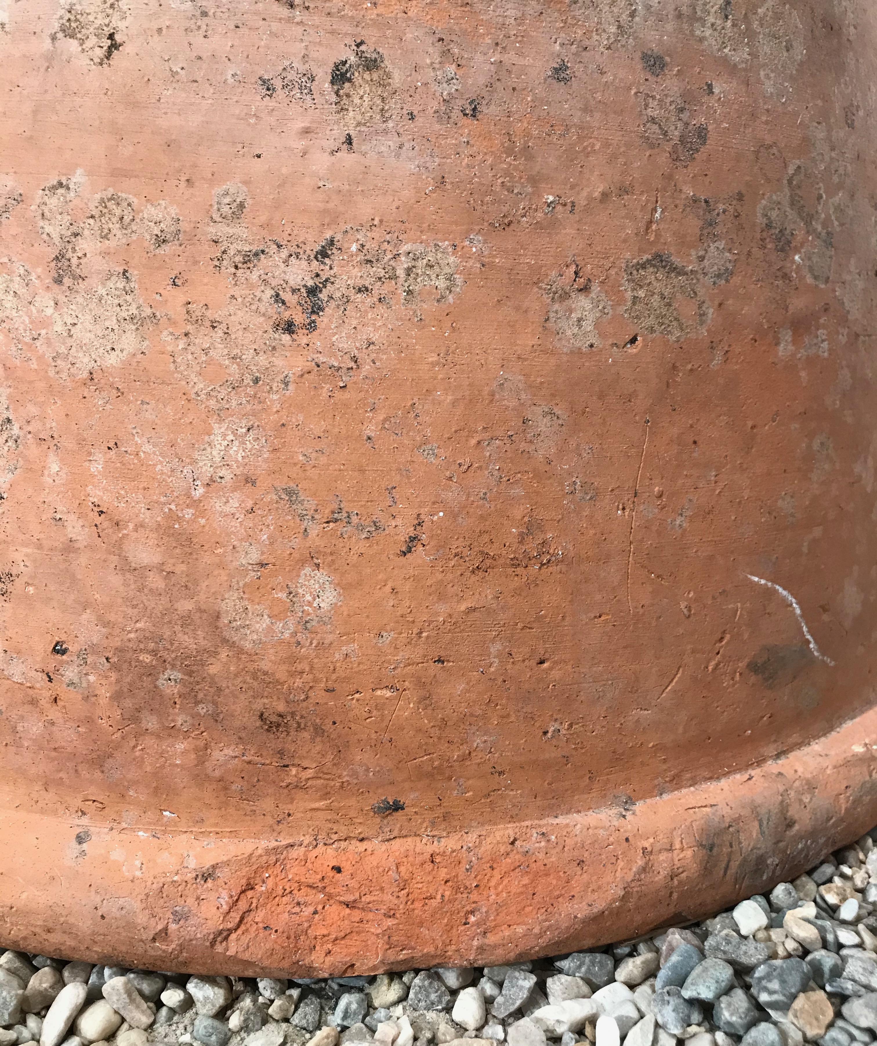 terracotta rhubarb forcer uk