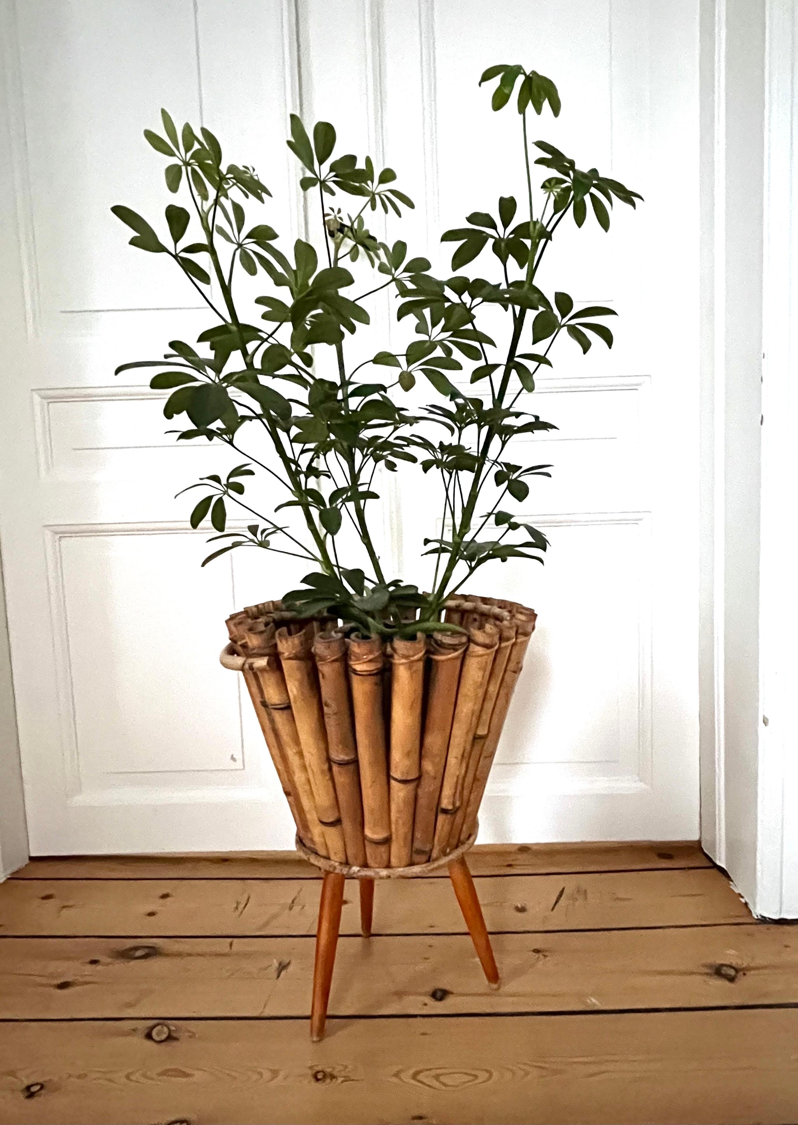 Piantana alta in bambù e teak svedese della metà del secolo scorso, anni '40

Elegante e unico supporto per piante di metà secolo, realizzato a mano in Svezia negli anni Quaranta. Realizzato in bambù splendidamente invecchiato con tre gambe in teak