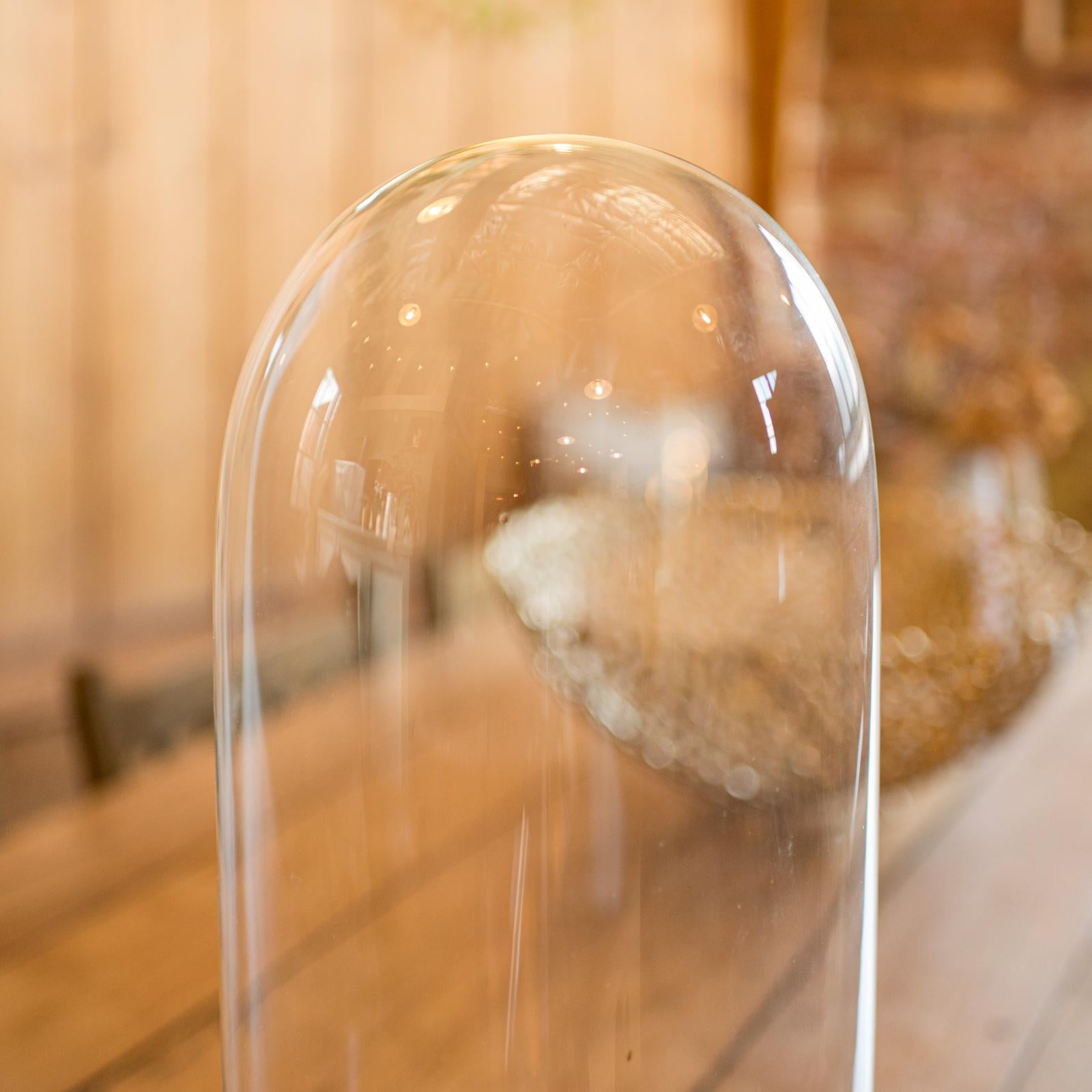 Cúpula alta victoriana de coleccionista de antigüedades, cristal inglés, vitrina de taxidermia, 1880 Británico en venta