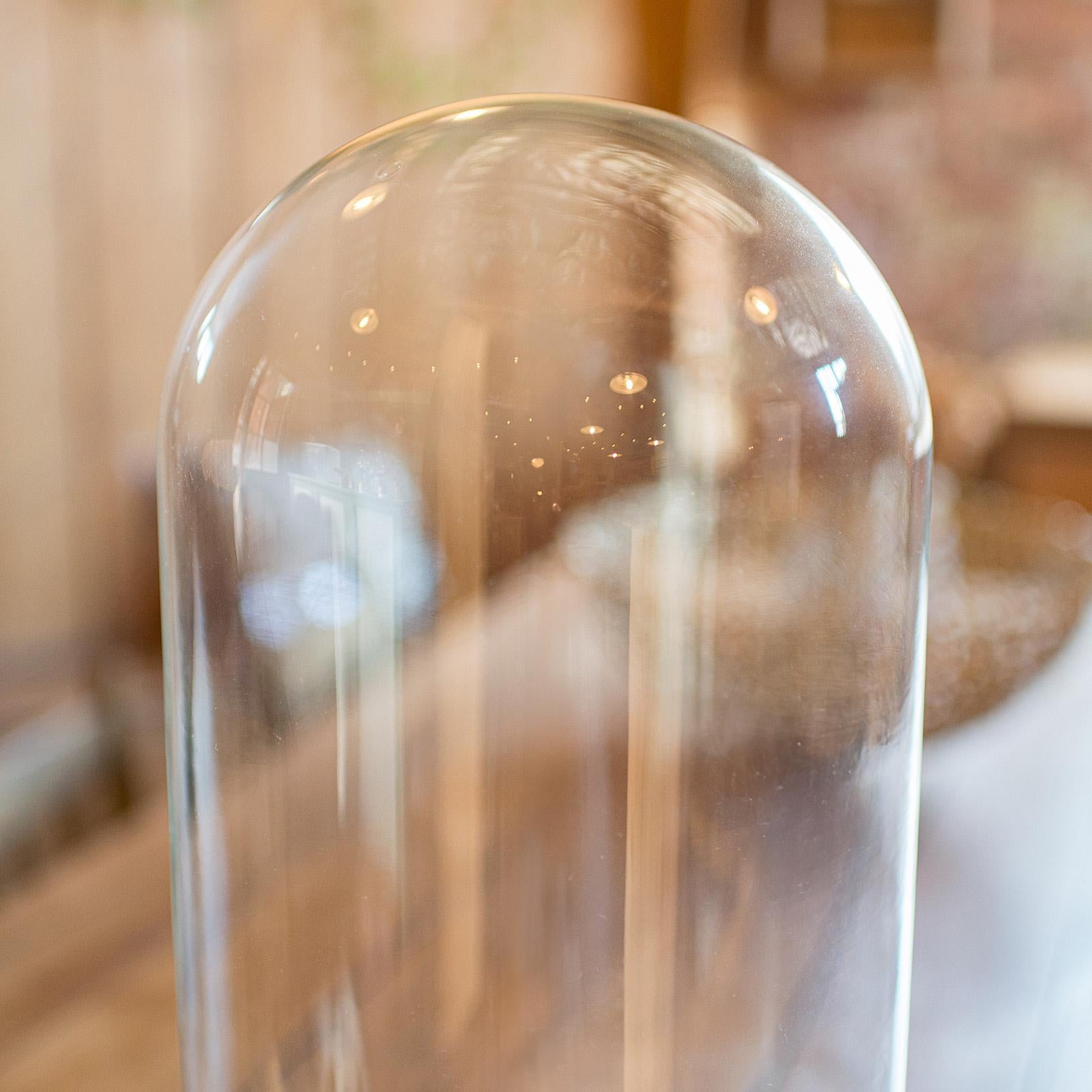 British Tall Victorian Antique Specimen Showcase, English Glass, Taxidermy, Display Dome For Sale