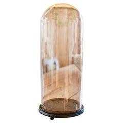 Grande vitrine victorienne pour spécimens anciens, verre anglais, taxidermie, dôme d'affichage