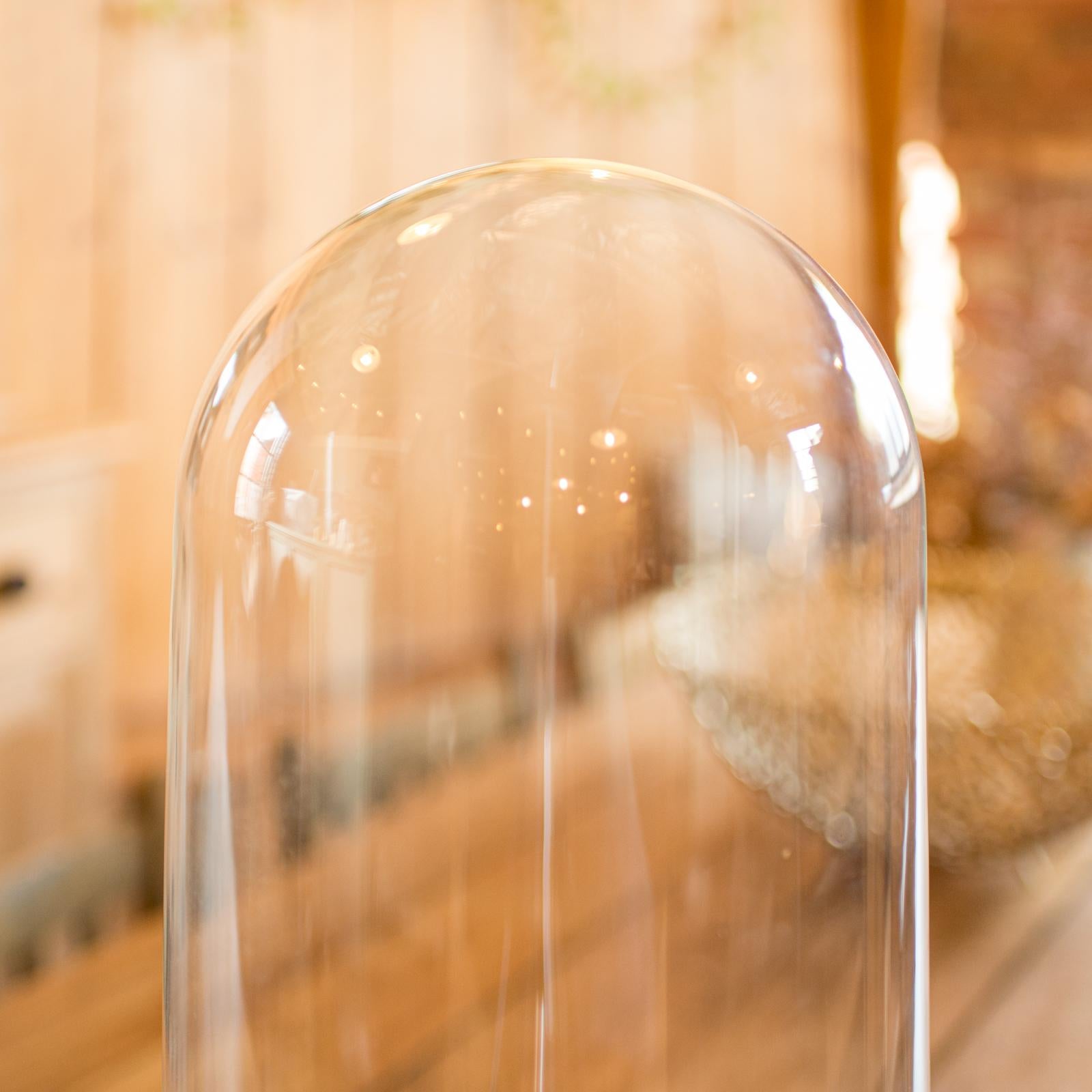 Tall Victorian Antique Taxidermy Specimen Dome, English Glass Display Case, 1870 In Good Condition For Sale In Hele, Devon, GB