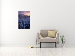 Field Of Dreams 1/50 - Color Landscape Photography by Talor Stone