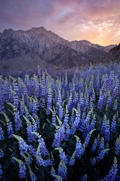 Field Of Dreams 2/50 - Photographie de paysage en couleur de Talor Stone