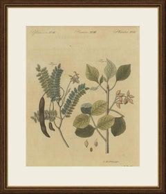 Arbre à tamarin et à pistaches, gravure ancienne de Bertuch, vers 1805