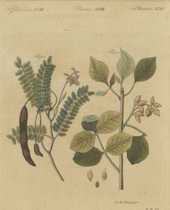 Arbre à tamarin et à pistaches, gravure ancienne de Bertuch, vers 1805
