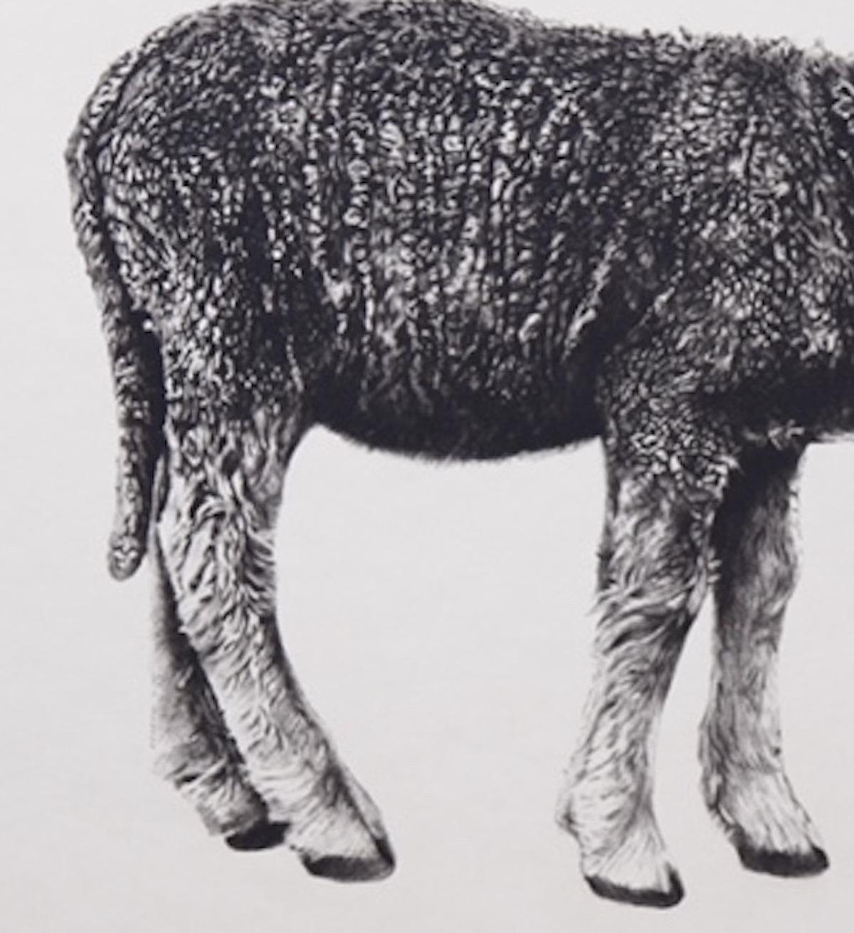 Lamb, Tammy Mackay, Contemporary art, Limited edition print, Animal art - Gray Landscape Print by Tammy Mackay 