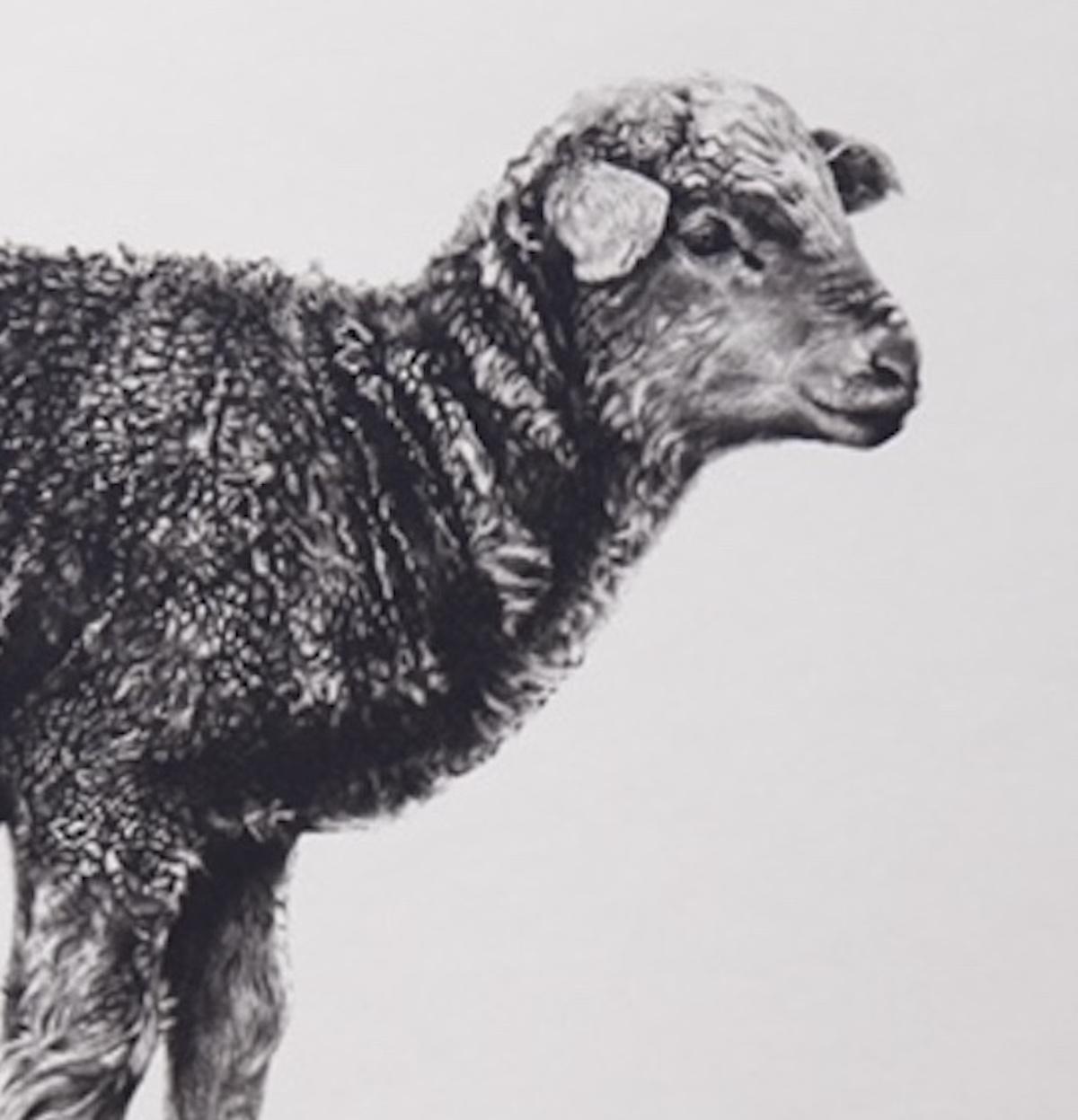 ‘Lamb’ by Tammy Mackay
Limited edition and hand signed by the artist 
Photopolymer print on paper
Image Size: H:41.5 cm x W:59 cm
Complete size of unframed work: H:41.5cm x W:59cm x D:0.1cm
Sold unframed, edition of 20
Please note that insitu images