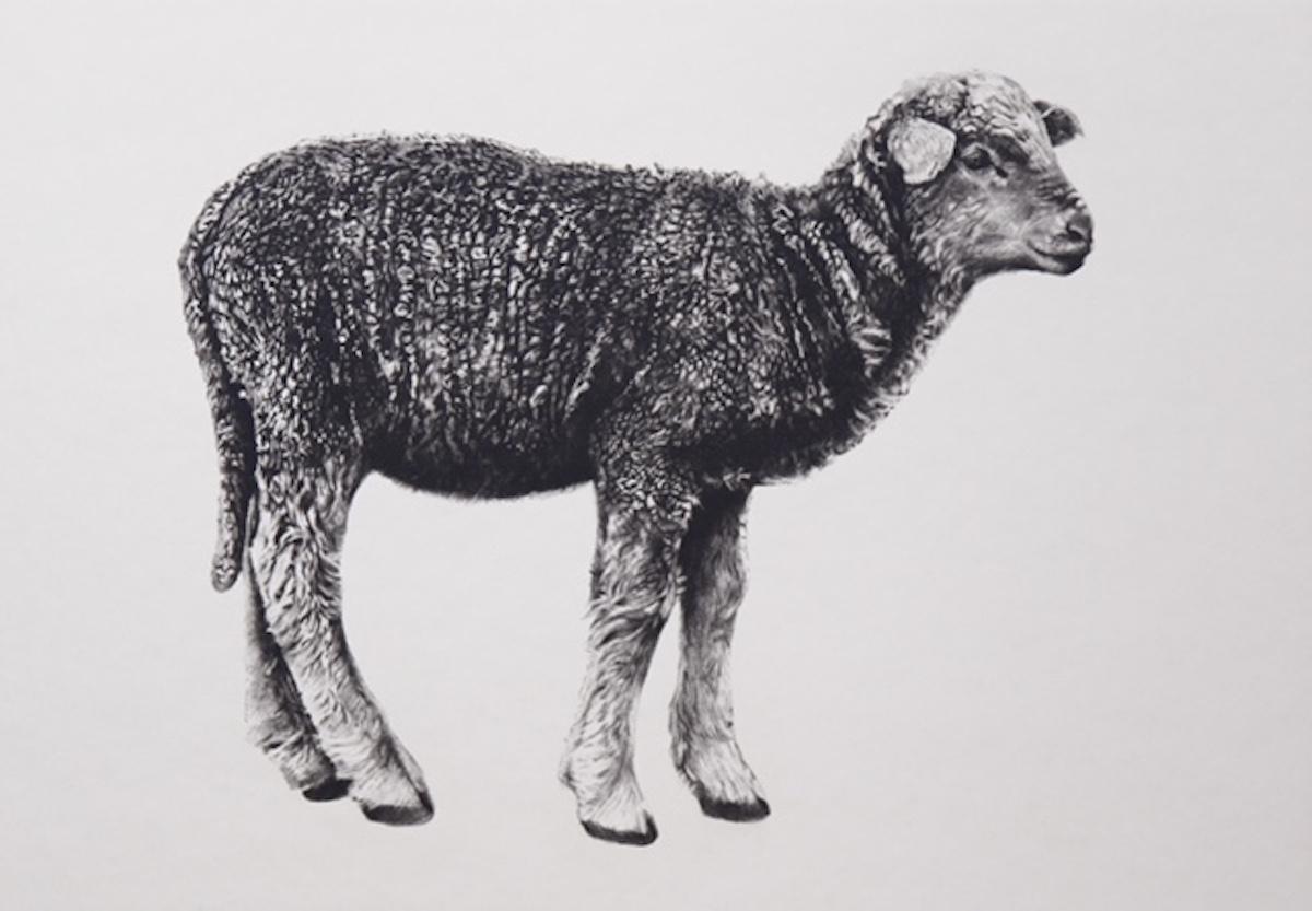 Tammy Mackay  Landscape Print - Lamb, Tammy Mackay, Contemporary art, Limited edition print, Animal art