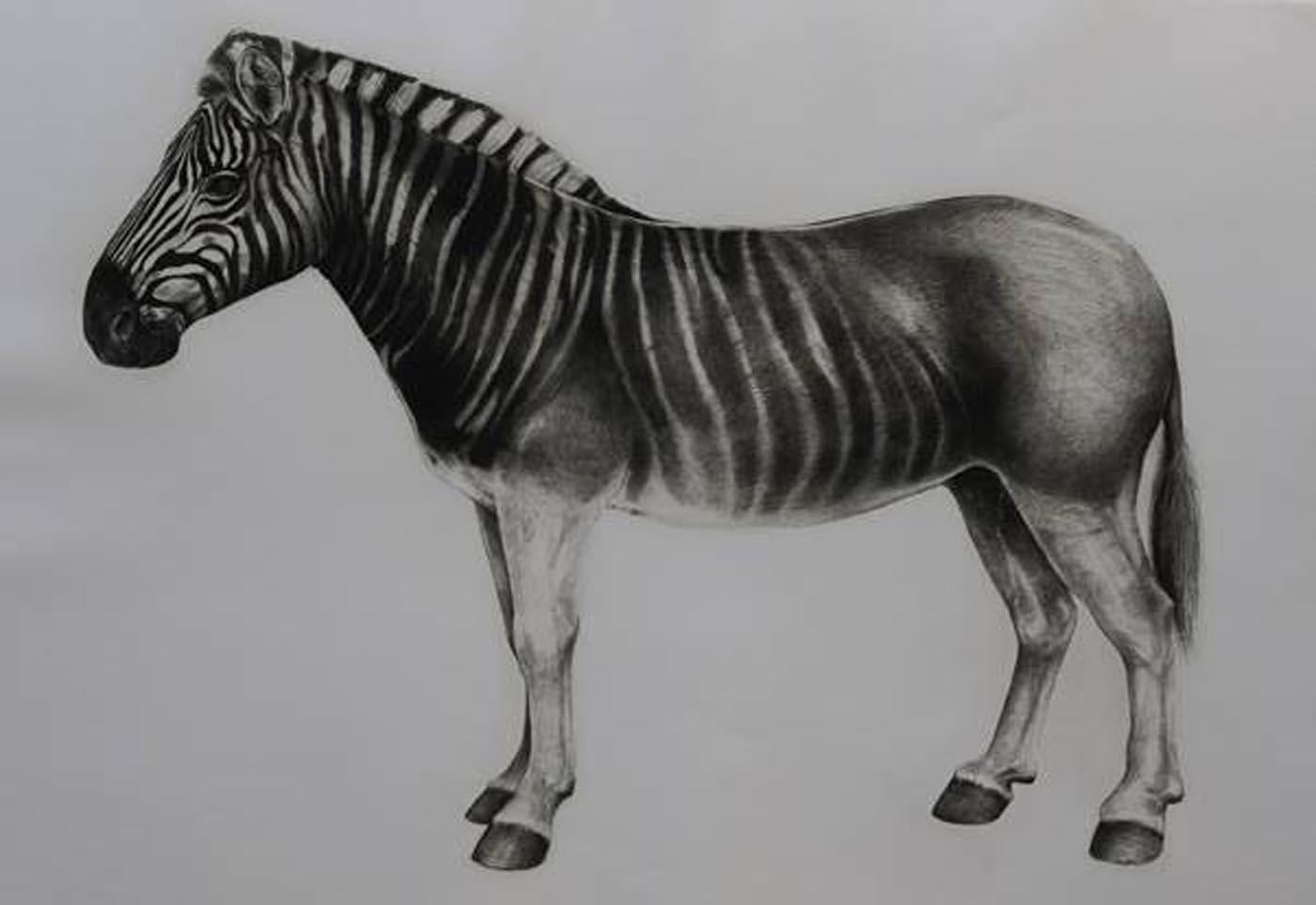 Tammy Mackay Print – Quagga, Tierdruck, Druck in limitierter Auflage, erschwingliche Kunst zum Verkauf, Tierkunst