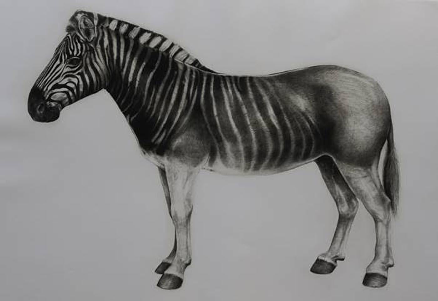 Quagga, impresión de animales, impresión de edición limitada, arte asequible en venta