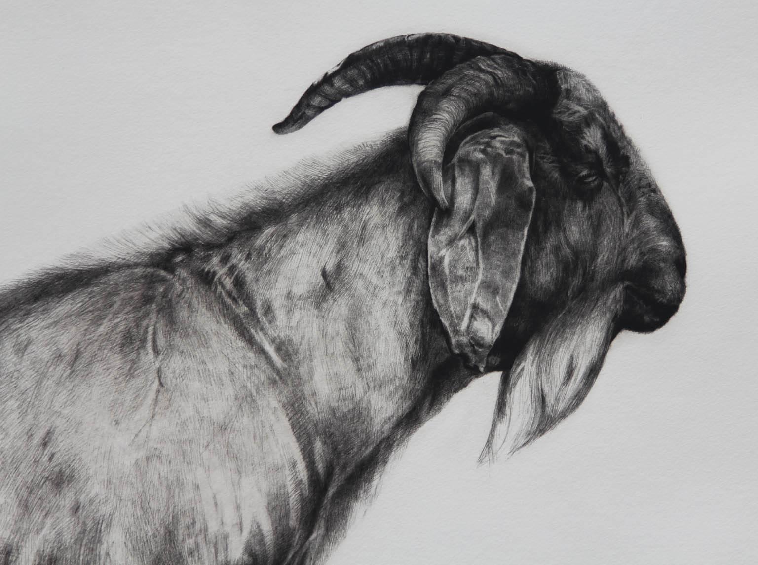 The Bearded One, imprimé chèvre en noir et blanc, Art animalier, édition limitée - Contemporain Print par Tammy Mackay