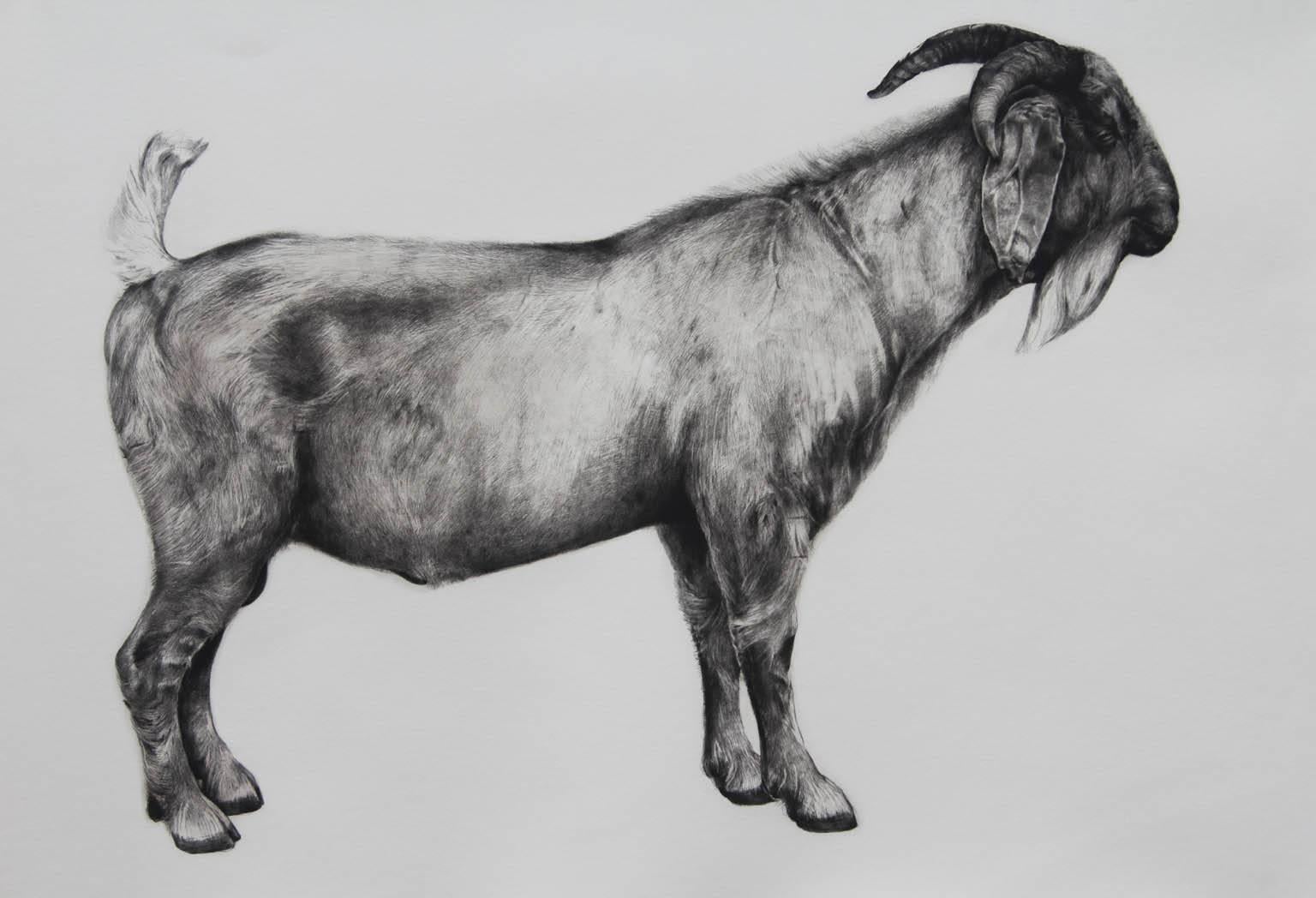 Tammy Mackay Animal Print - The Bearded One, black and white goat print, Animal Art, Limited edition print