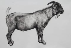 The Bearded One, black and white goat print, Animal Art, Limited edition print
