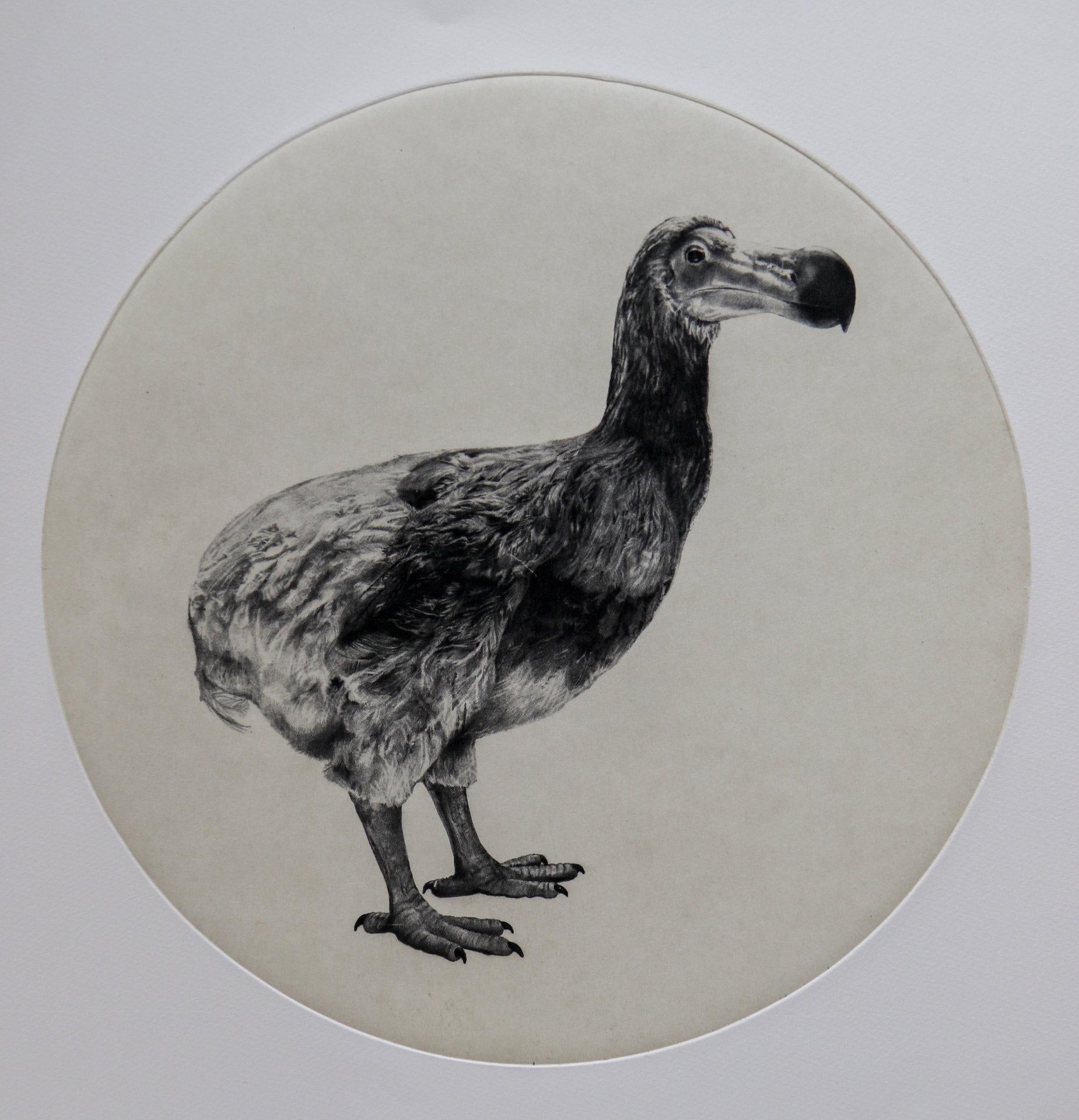 Tammy Mackay Still-Life Painting - The Dutch Dodo, Black and White Animal Print, Contemporary Art, Species Art