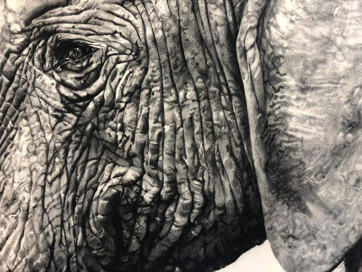 Untitled (Elephant) - Art by Tammy Mackay