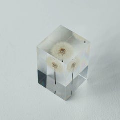 Tampopo Dandelion Acrylic Object Takao Inoue Kuramata