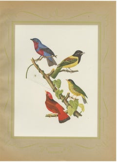 Tanagers and Cotingas, Brazilian Bird Print, Descourtilz, 1944