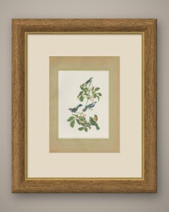 Tanagers, Honeycreepers and Berries, Brazilian Bird Print, Descourtilz, 1944