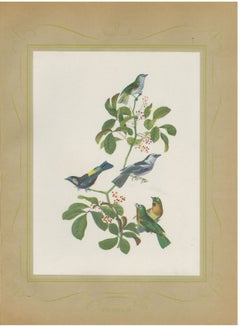 Tanagers, Honeycreepers and Berries, Brazilian Bird Print, Descourtilz, 1944