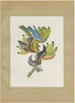 Tanagers on a Banana Plant, Brazilian Bird Print, Descourtilz, 1944