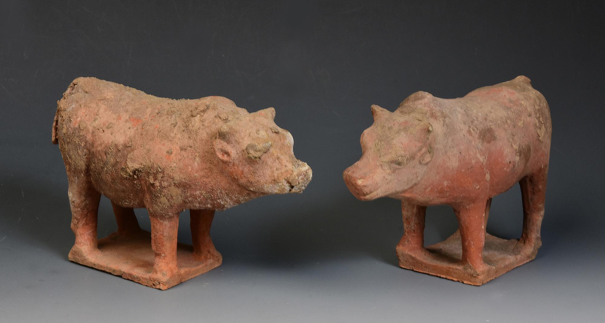 Tang Dynasty, A Pair of Antique Chinese Pottery Standing Cow For Sale 6