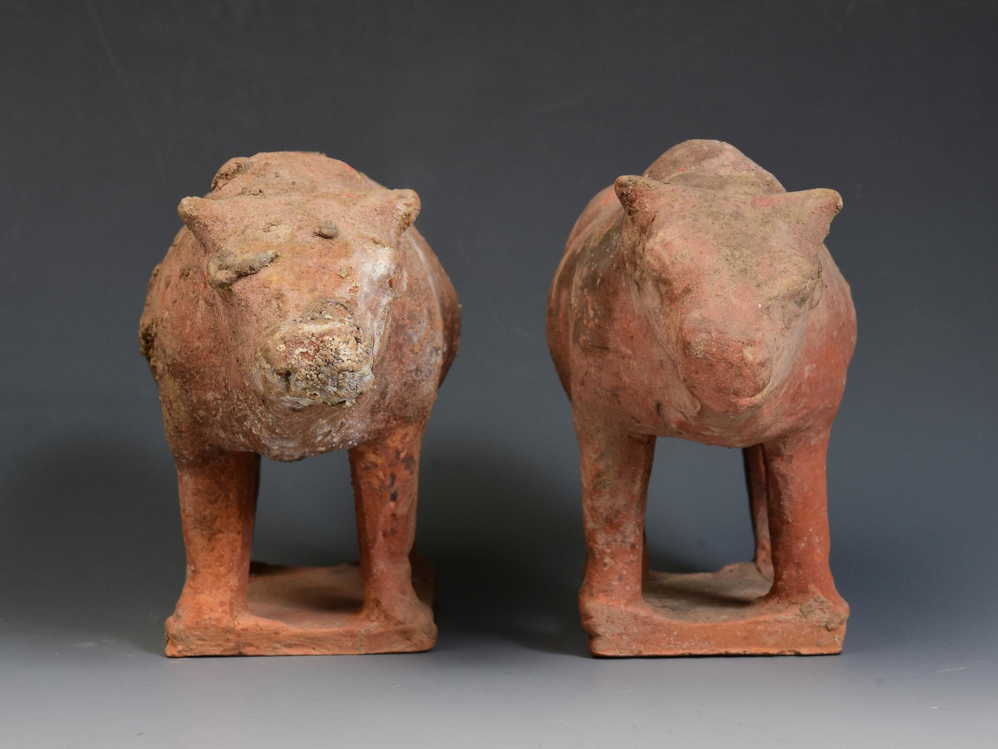 Tang Dynasty, A Pair of Antique Chinese Pottery Standing Cow For Sale 1