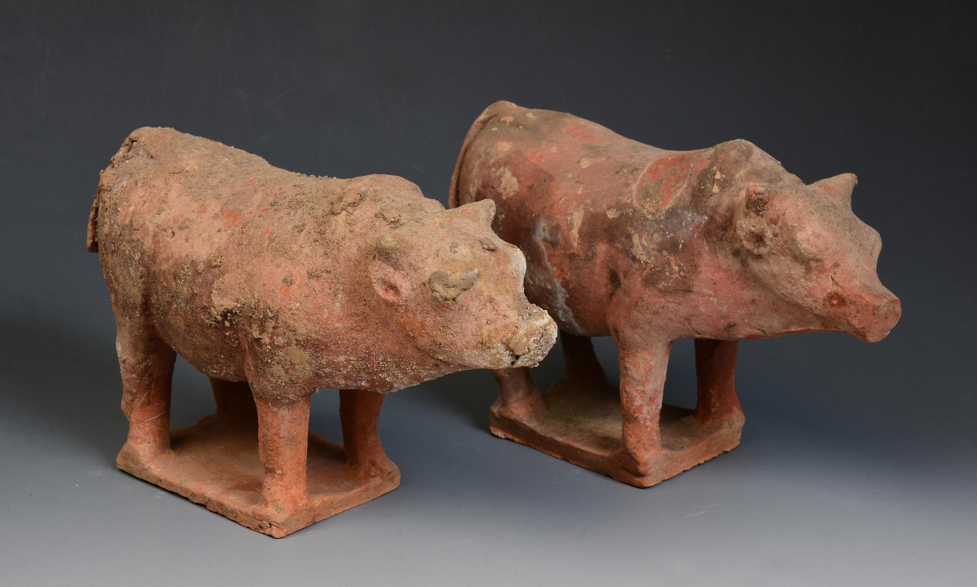 Tang Dynasty, A Pair of Antique Chinese Pottery Standing Cow For Sale 2
