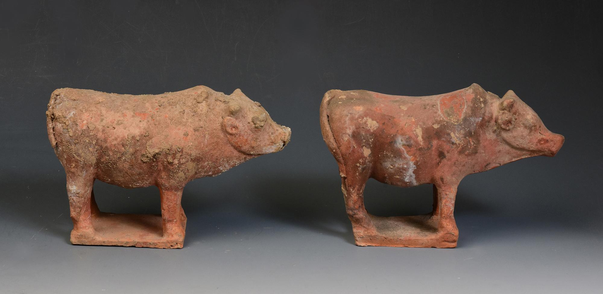 Tang Dynasty, A Pair of Antique Chinese Pottery Standing Cow For Sale 2