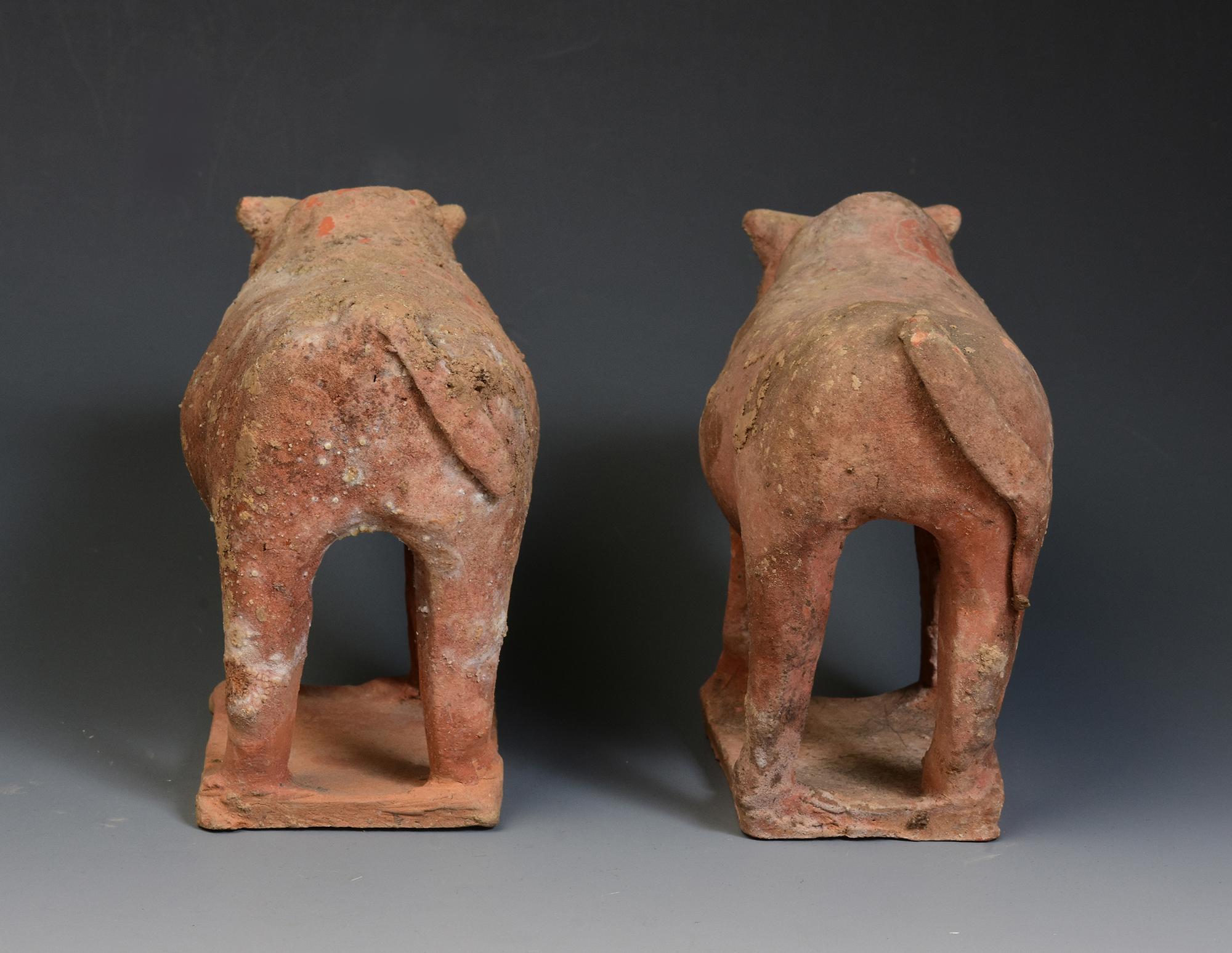 Tang Dynasty, A Pair of Antique Chinese Pottery Standing Cow For Sale 4
