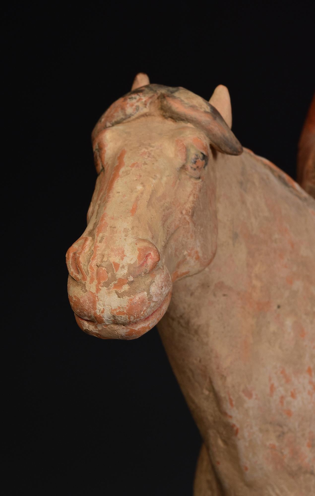 Tang Dynasty, antica ceramica cinese dipinta Cavallo e cavaliere con Oxford TLTest in vendita 7