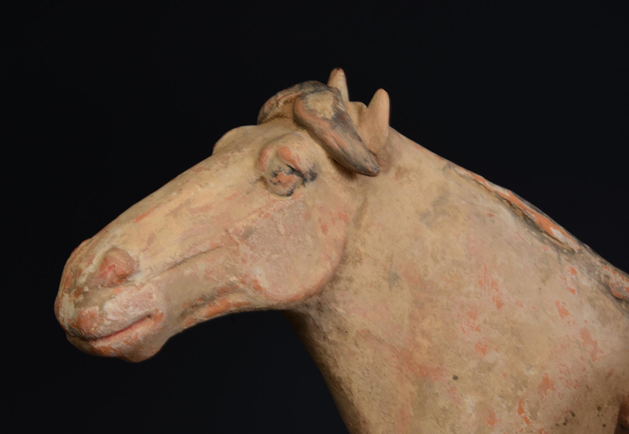Fino al XVIII secolo Tang Dynasty, antica ceramica cinese dipinta Cavallo e cavaliere con Oxford TLTest in vendita