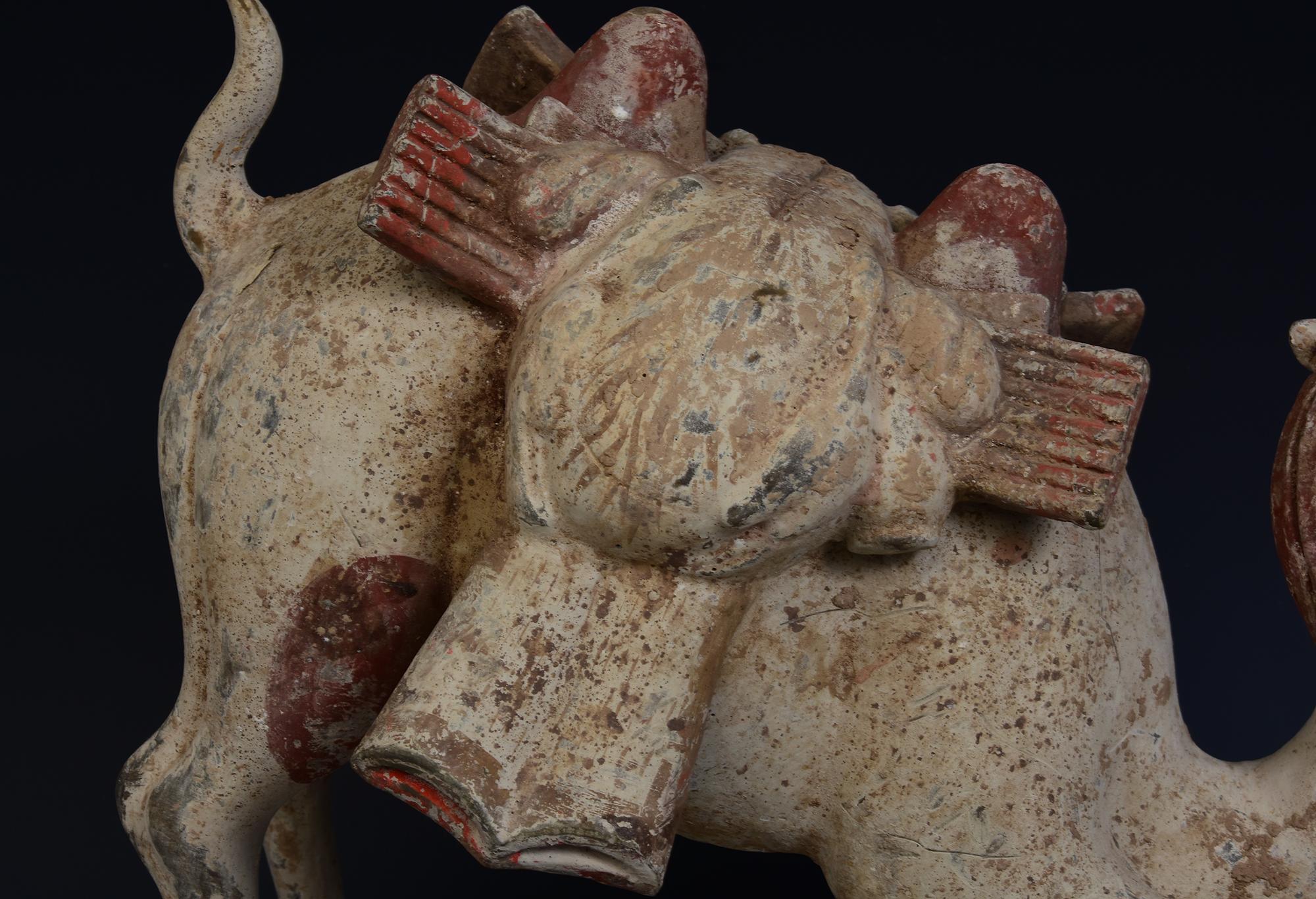 Dinastía Tang, Camello arrodillado de cerámica china antigua pintada con Oxford TL Test en venta 5