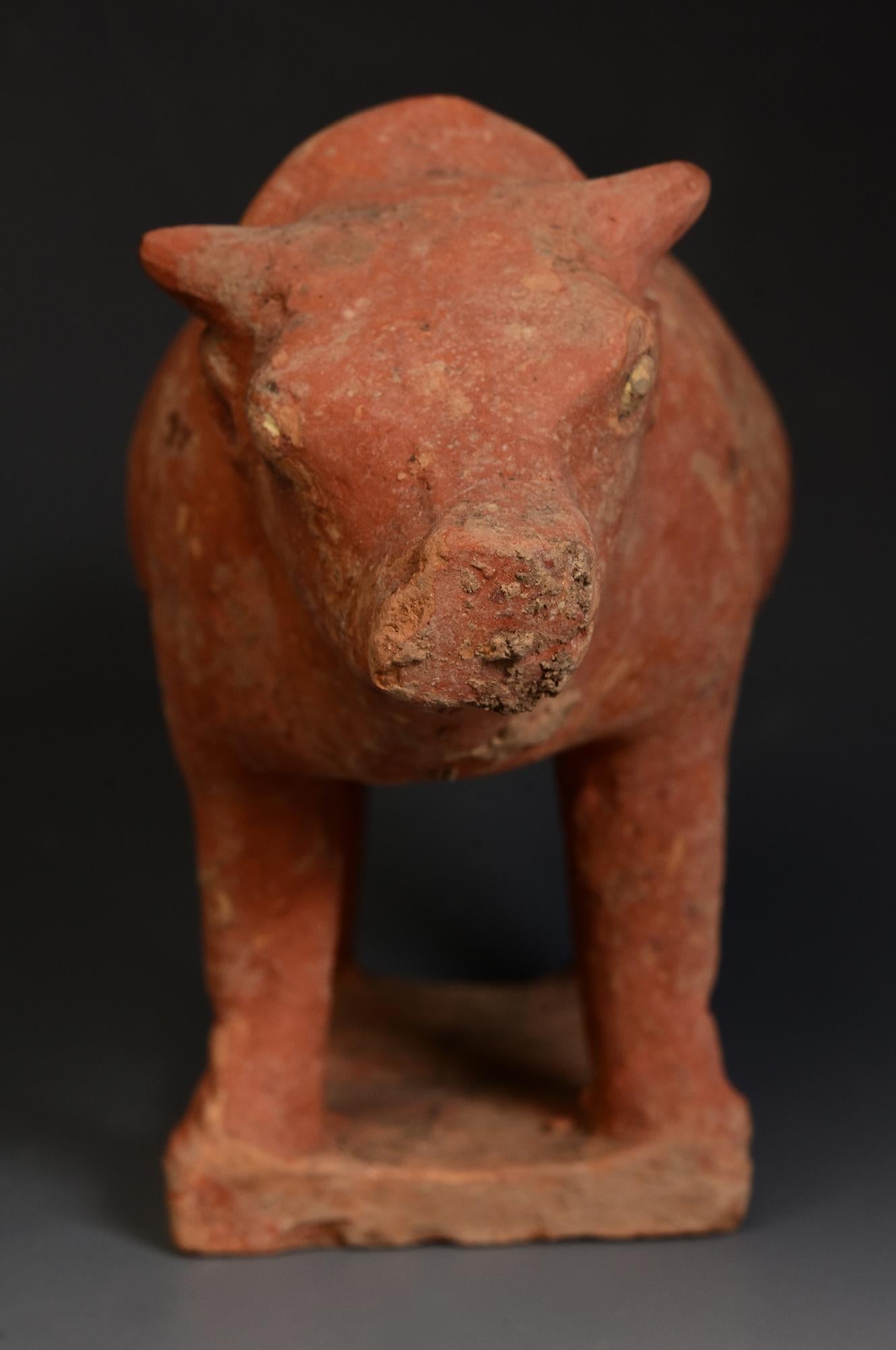 Tang Dynasty, Antique Chinese Pottery Standing Cow For Sale 8