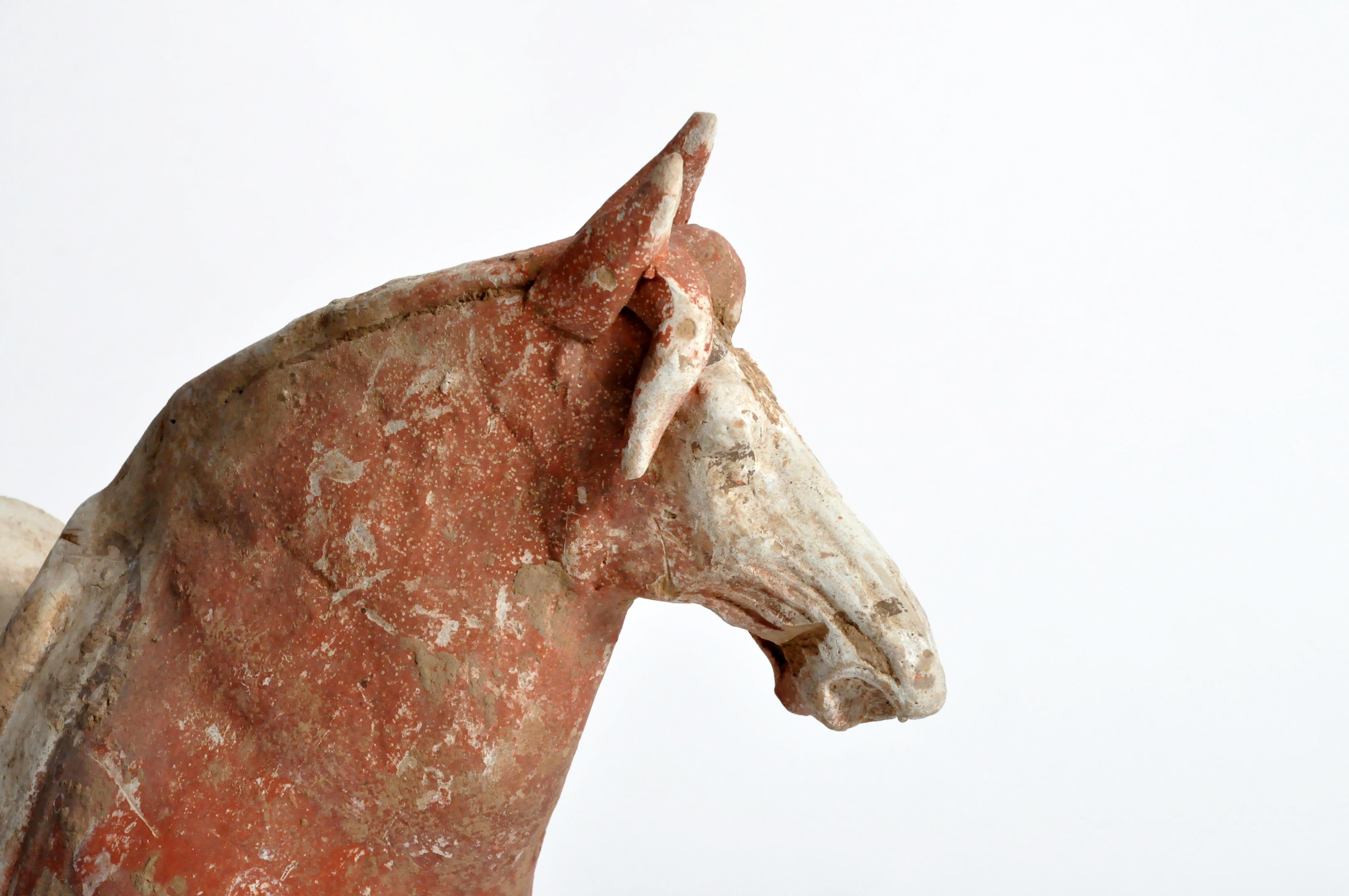 Tang Dynasty Horse 11