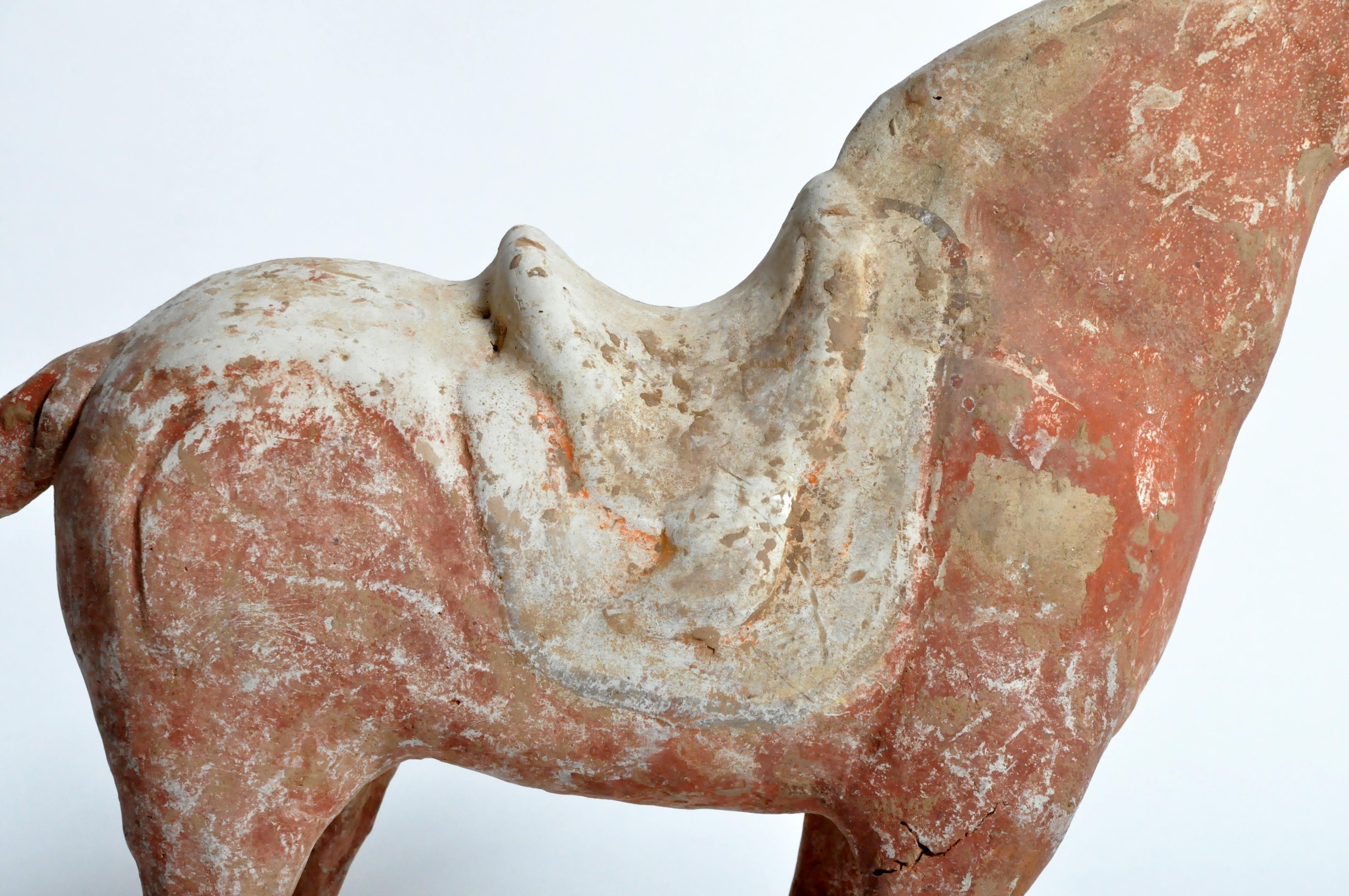 Tang Dynasty Horse 12