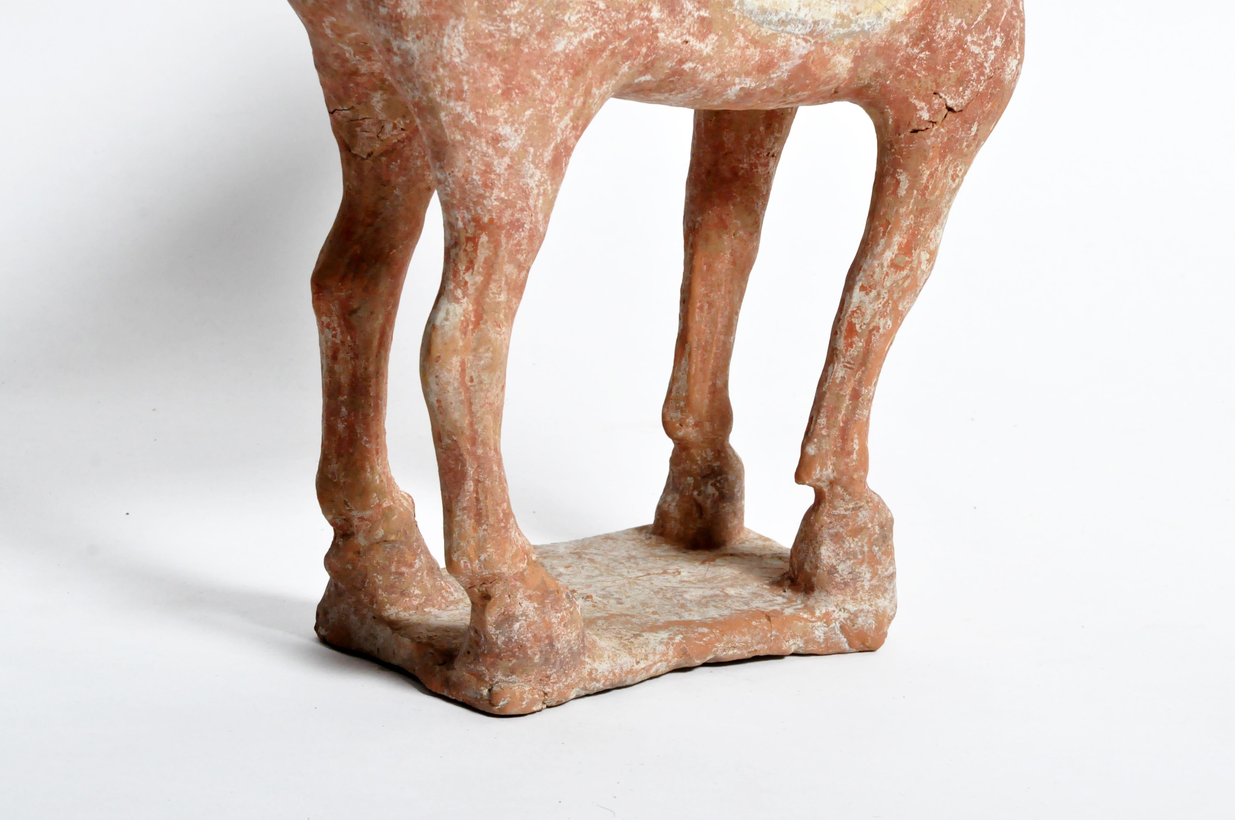 Tang Dynasty Horse 13