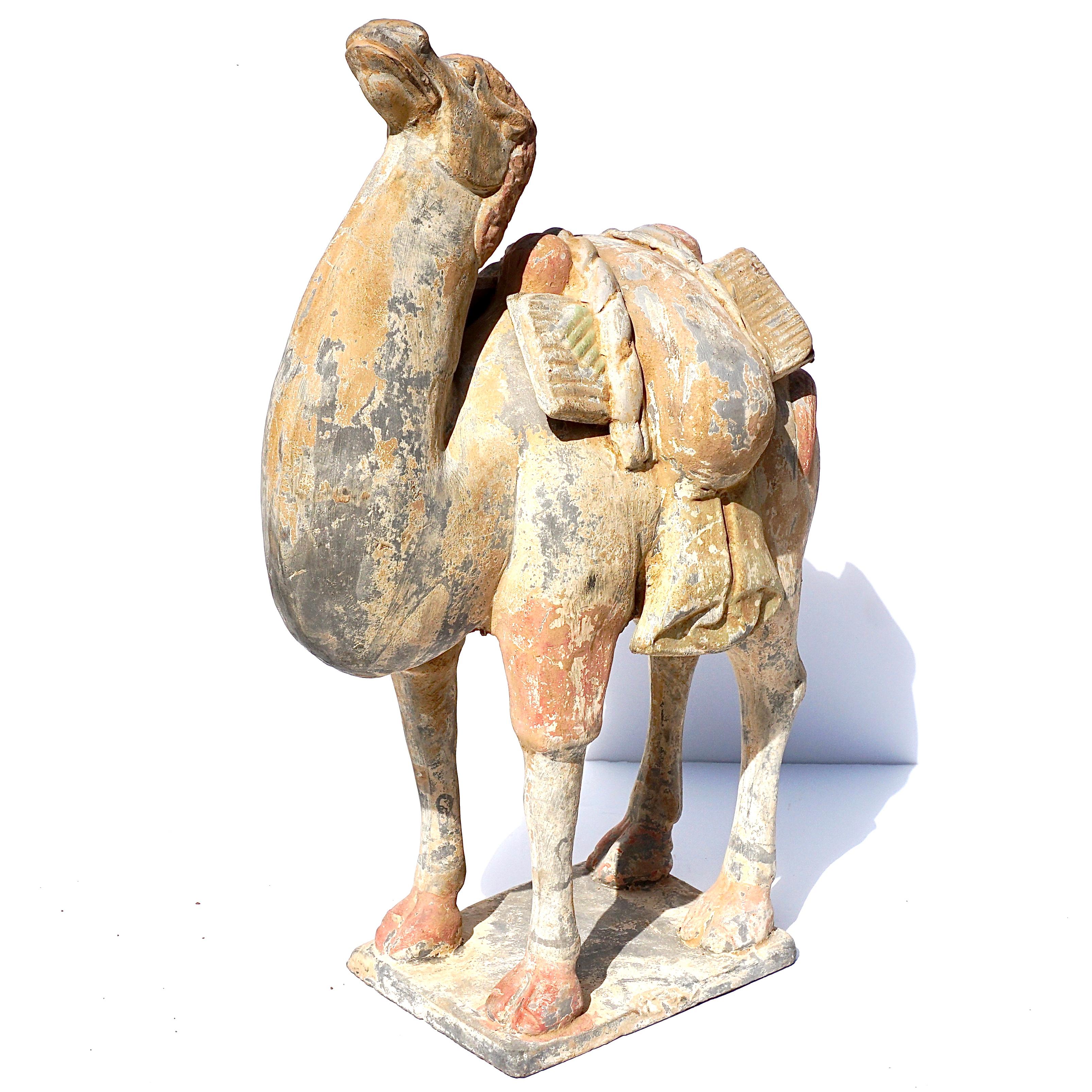 East Asia, China, Tang Dynasty, circa 618-907 CE.

A charming, hollow terracotta pottery figure of a Bactrian camel wearing distinctive formal painted saddle bags. This camel was made to be a tomb figure, known as mingqi. Tang dynasty elites had