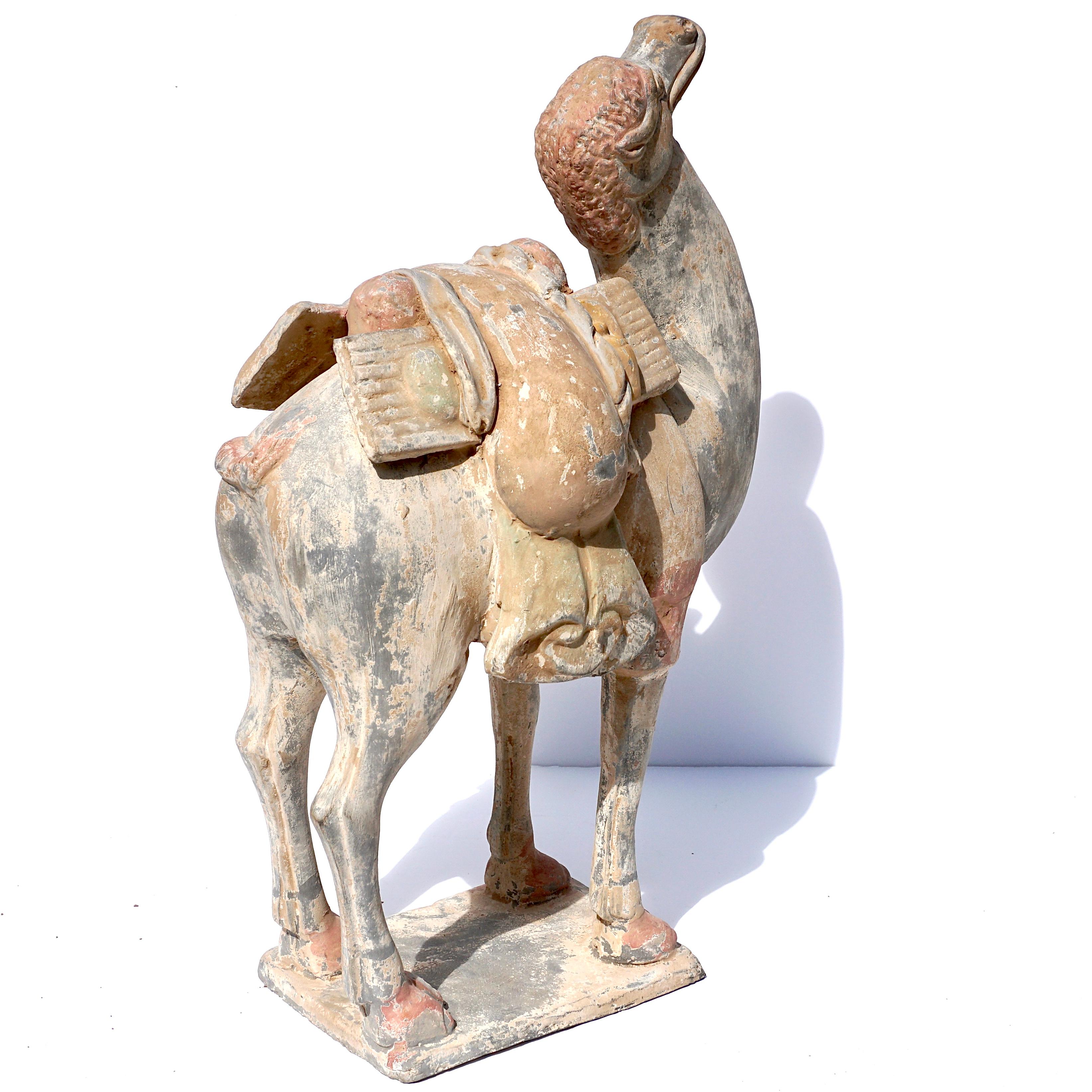 Chinese Tang Dynasty Terracotta Bactrian Camel Figure