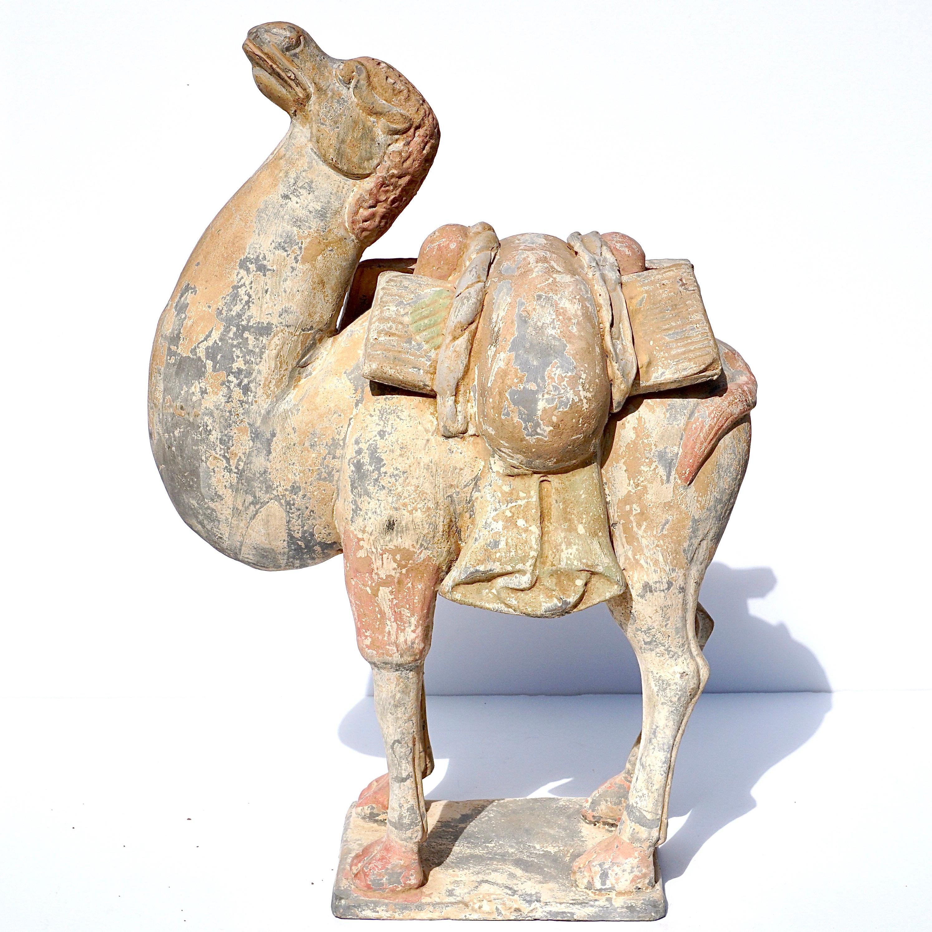 Tang Dynasty Terracotta Bactrian Camel Figure In Good Condition In Dallas, TX