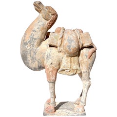 Antique Tang Dynasty Terracotta Bactrian Camel Figure