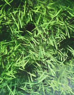 "Verde 23"