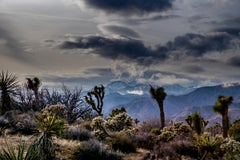 Yucca-Wolken – Fotografie, 21. Jahrhundert, Zeitgenössisch, Landschaft, Hochwüste