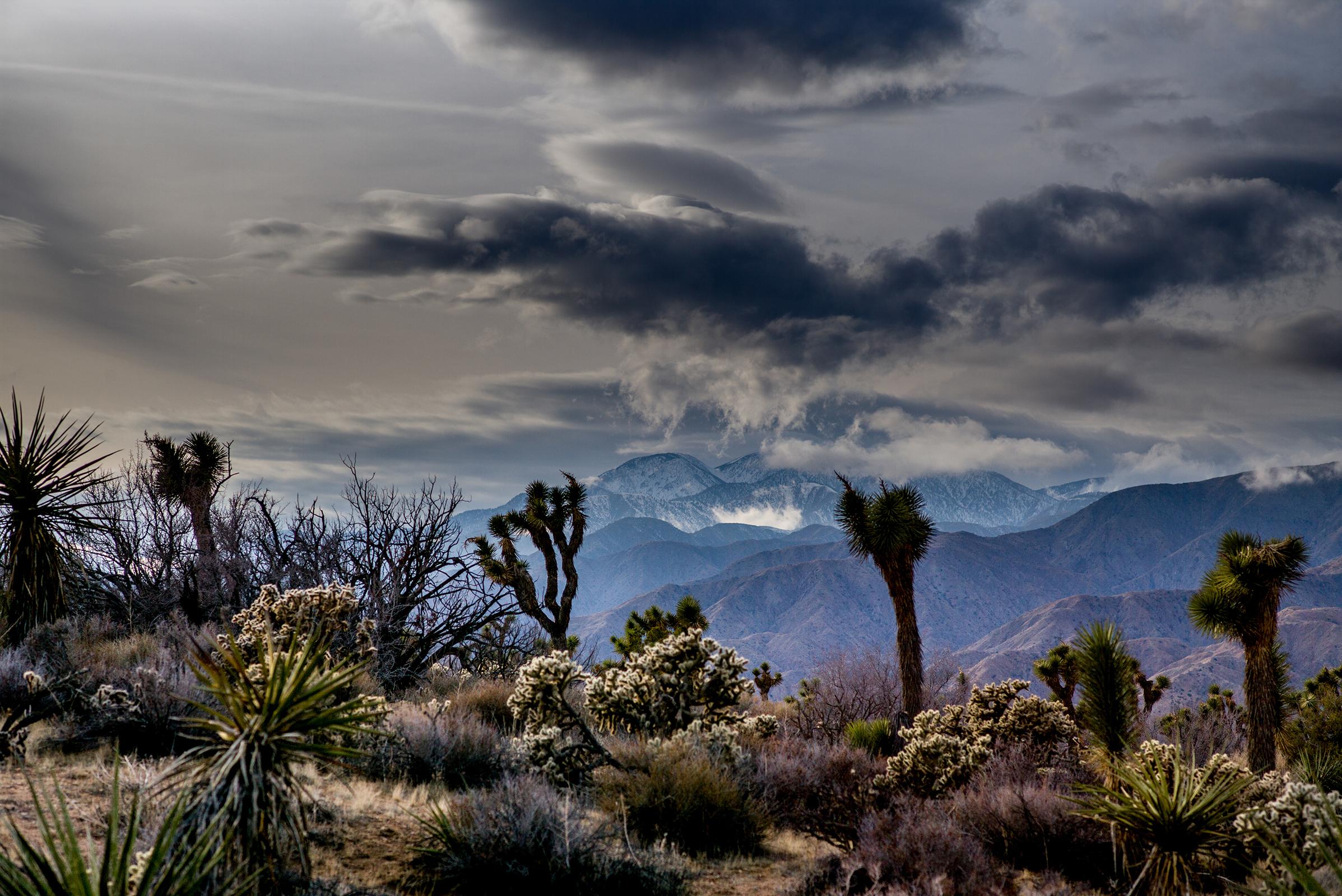 Cieli di Yucca - Fotografia, 21° secolo, Contemporaneo, Paesaggio, Alto deserto
