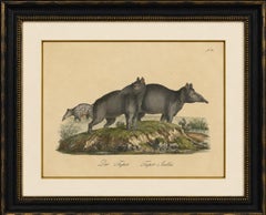Tapir Family with Juvenile in Tropical Wetland, Brodtmann, 1816